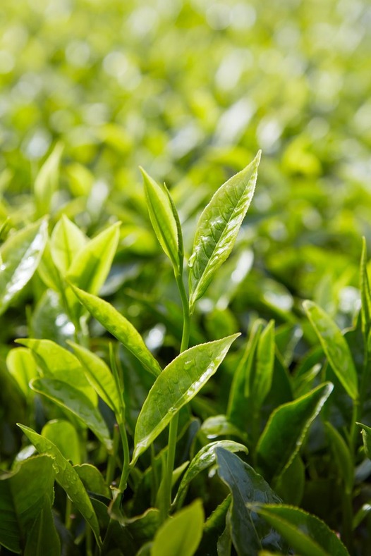 Daun teh dalam filter seduhan